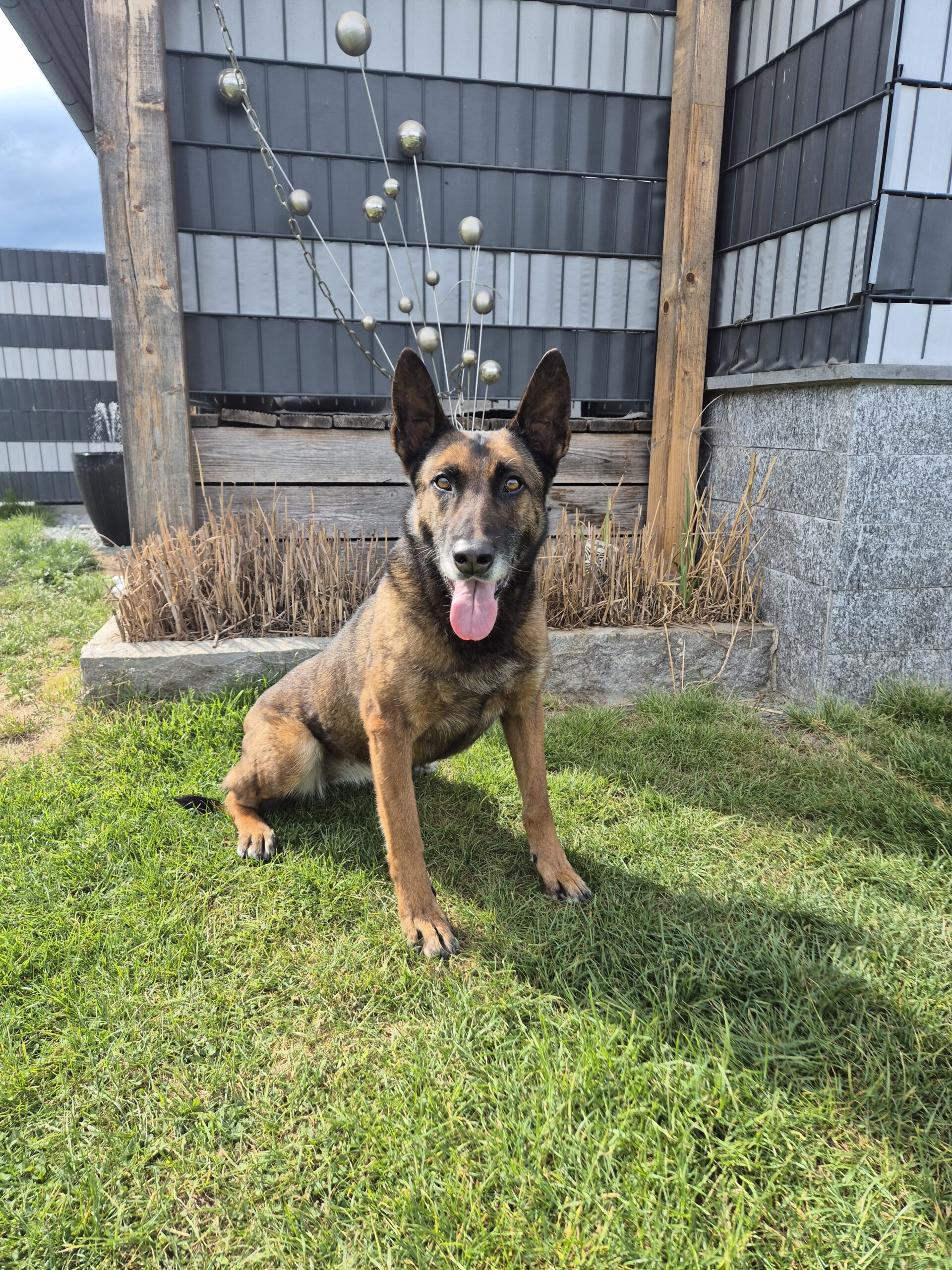 Hundetraining-Melzl-00100