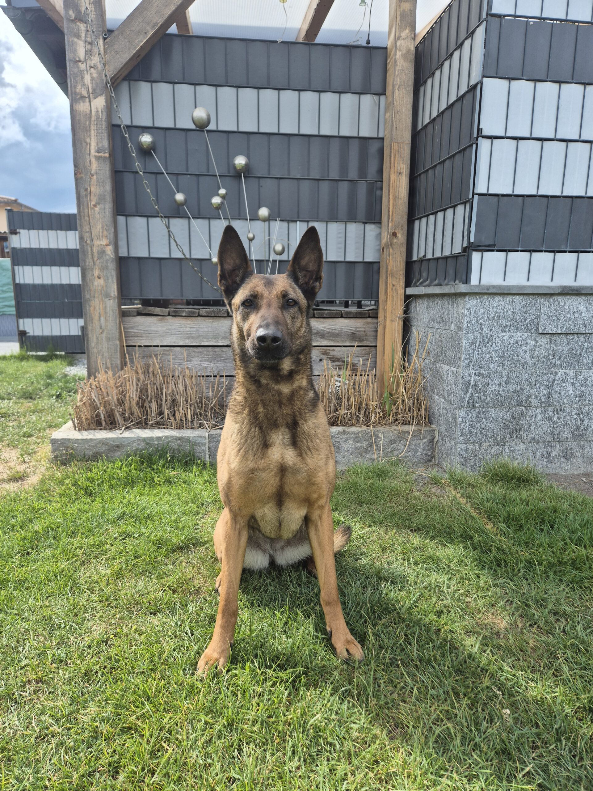 Hundetraining-Melzl-00101