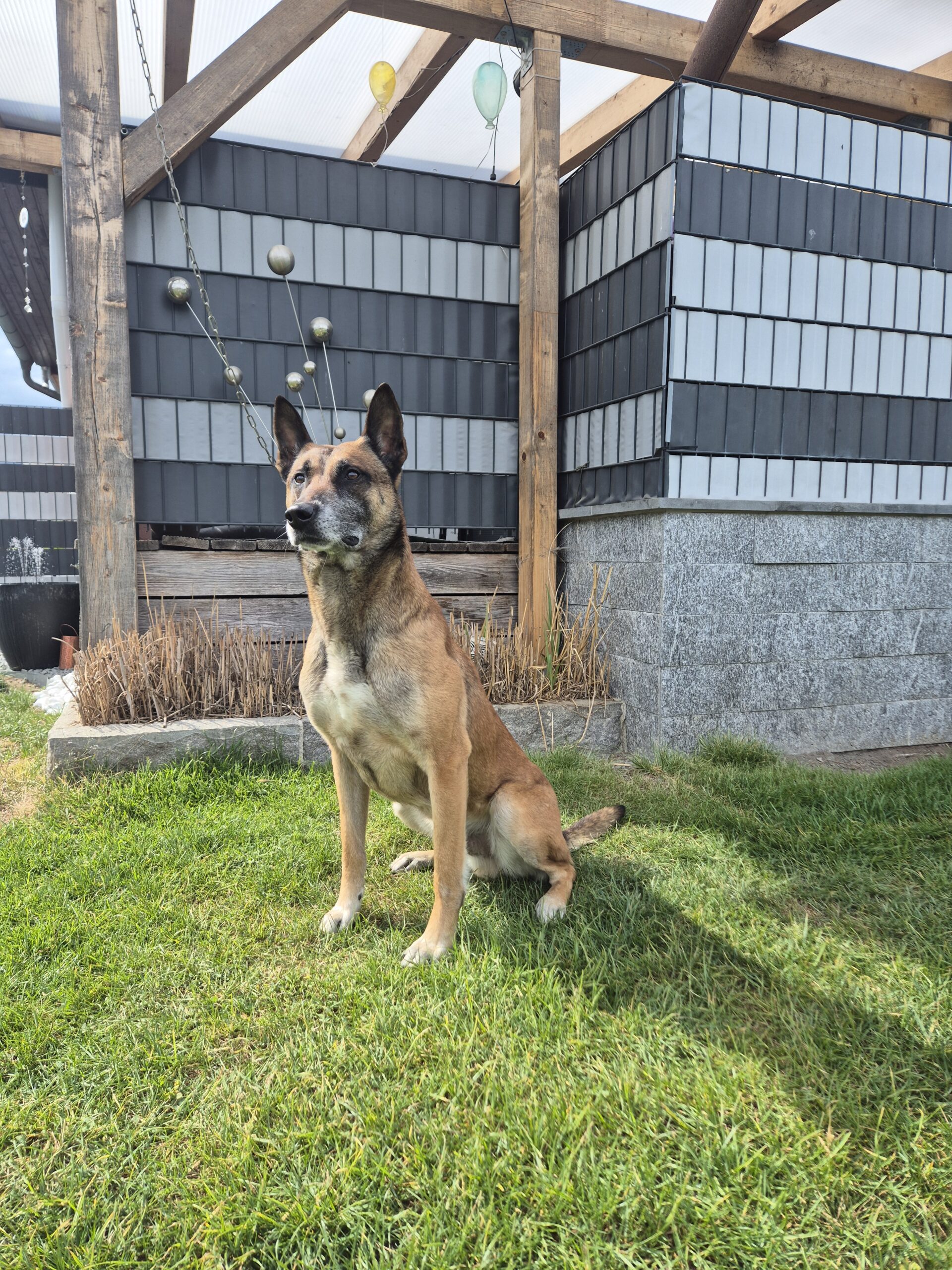 Hundetraining-Melzl-00102