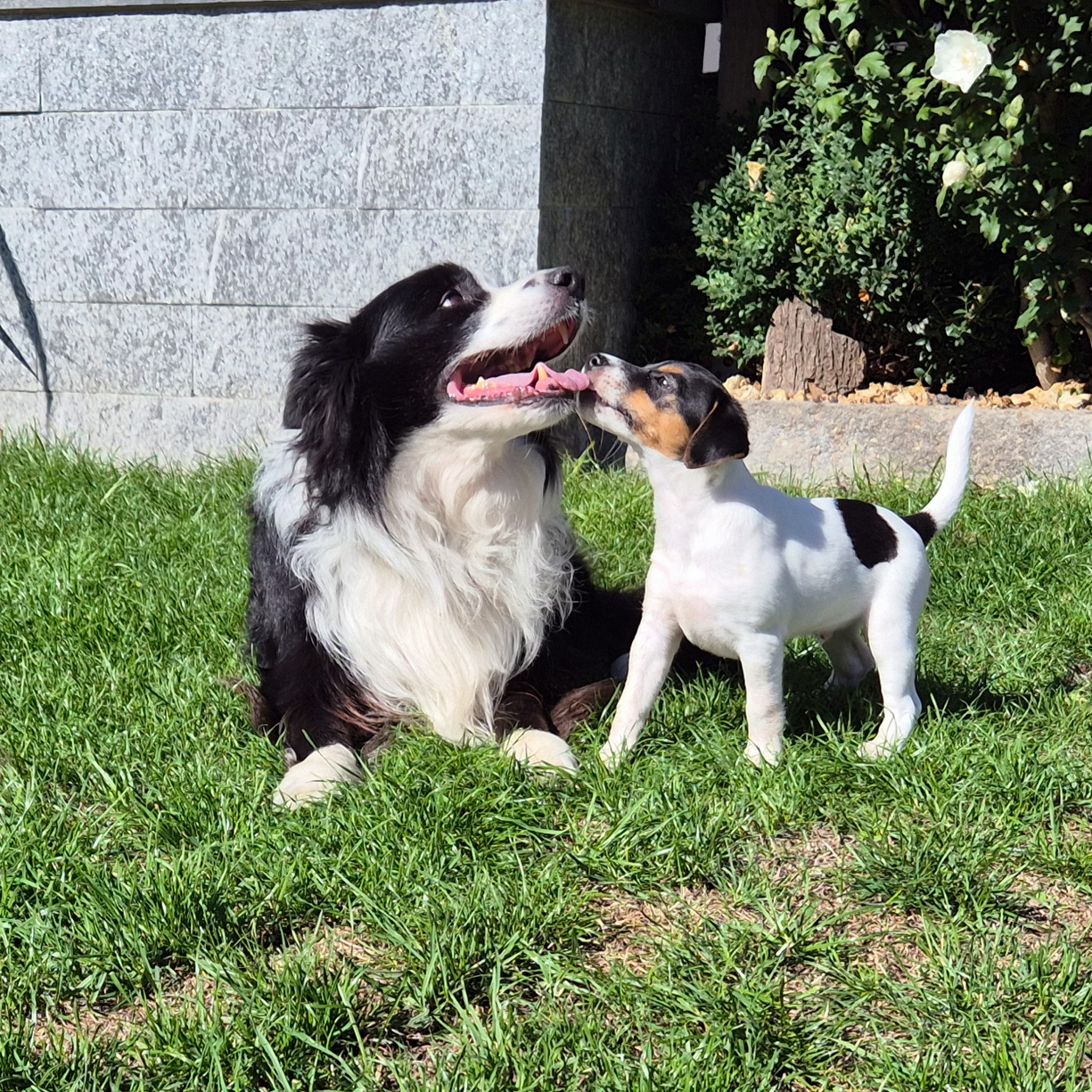 UnsereFamilienhunde